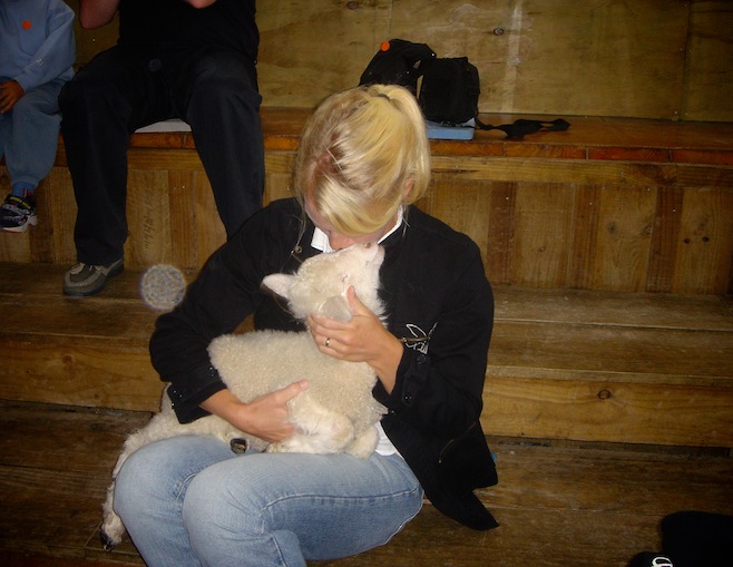 NZ SheepWorld2.JPG (131469 bytes)